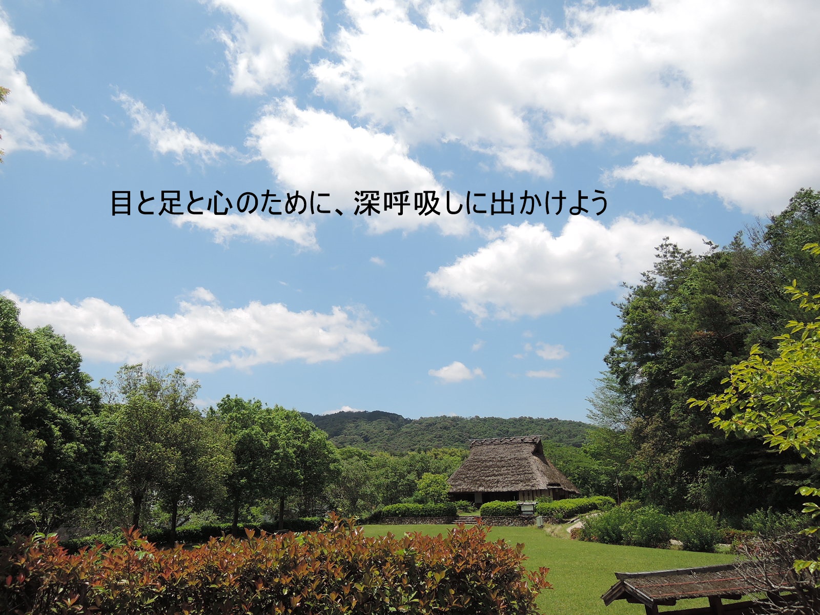 森林浴を気軽にできる、花菖蒲がそろそろ見頃の大和民族公園とは？